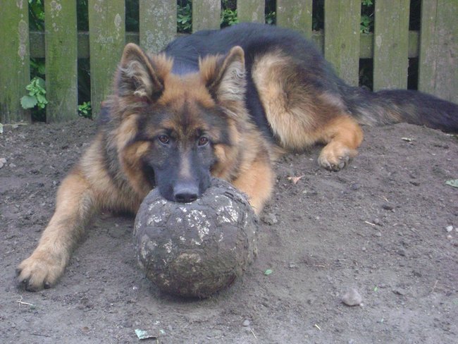 Mój przyjaciel pies - fotozabawa