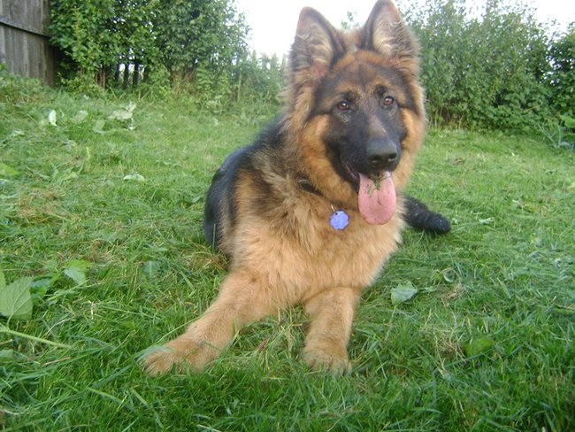 Mój przyjaciel pies - fotozabawa