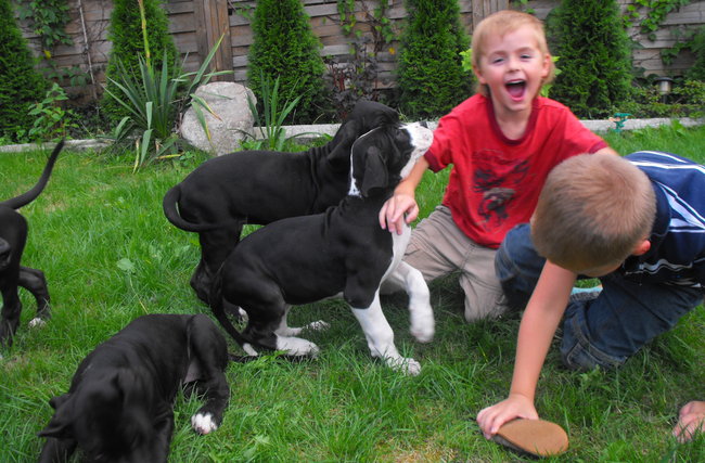 Mój przyjaciel pies - fotozabawa