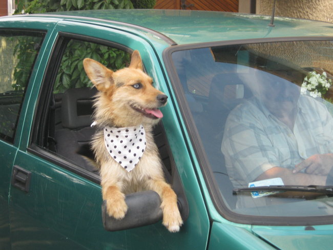 Mój przyjaciel pies - fotozabawa