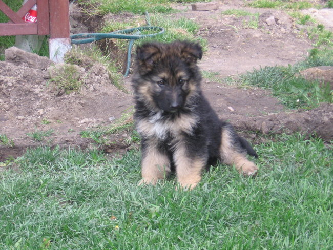 Mój przyjaciel pies - fotozabawa