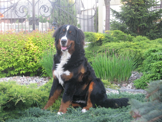 Mój przyjaciel pies - fotozabawa