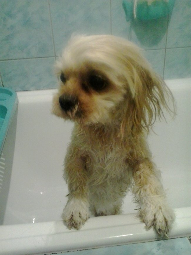 Mój przyjaciel pies - fotozabawa