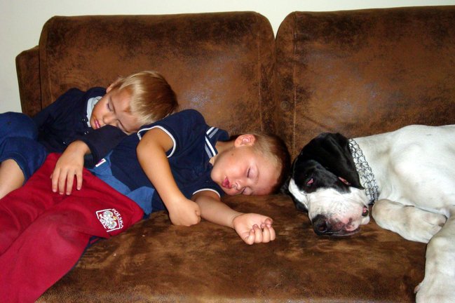 Mój przyjaciel pies - fotozabawa