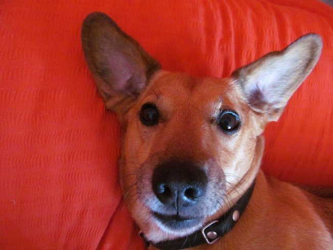 Mój przyjaciel pies - fotozabawa