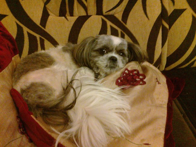 Mój przyjaciel pies - fotozabawa