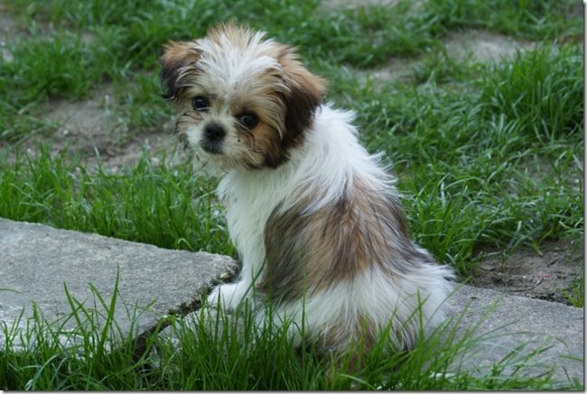 Mój przyjaciel pies - fotozabawa