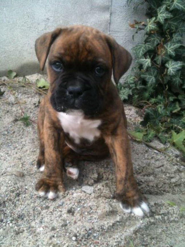 Mój przyjaciel pies - fotozabawa