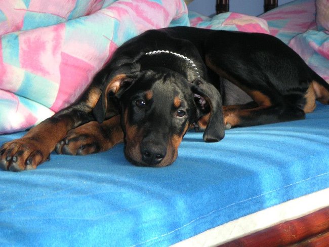 Mój przyjaciel pies - fotozabawa