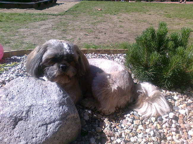 Mój przyjaciel pies - fotozabawa