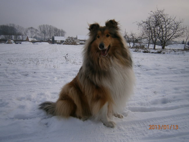 Mój przyjaciel pies - fotozabawa