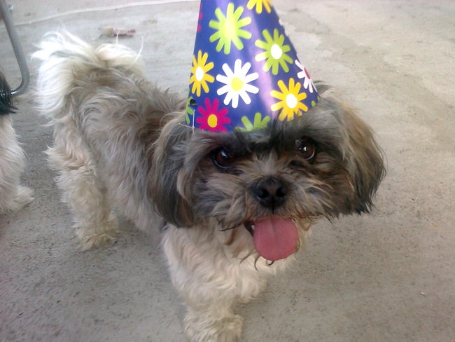 Mój przyjaciel pies - fotozabawa