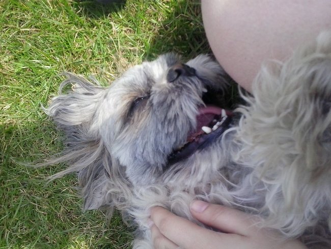 Mój przyjaciel pies - fotozabawa