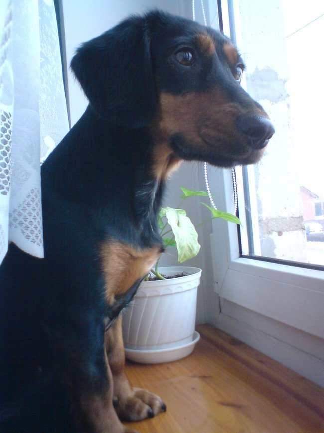 Mój przyjaciel pies - fotozabawa