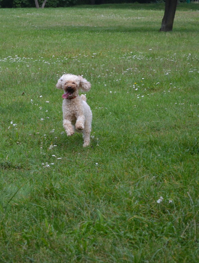 Mój przyjaciel pies - fotozabawa