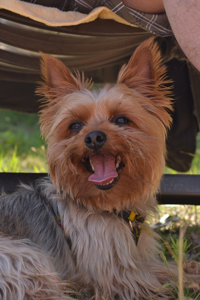 Mój przyjaciel pies - fotozabawa