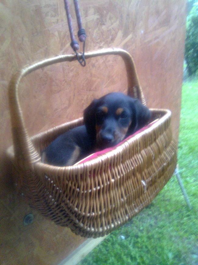 Mój przyjaciel pies - fotozabawa