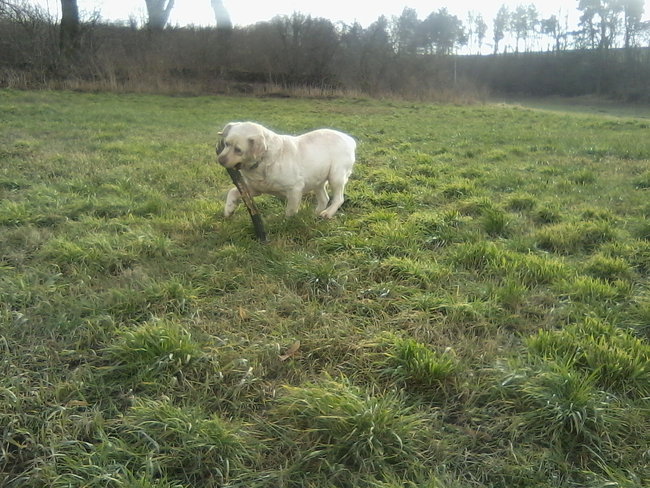 Mój przyjaciel pies - fotozabawa