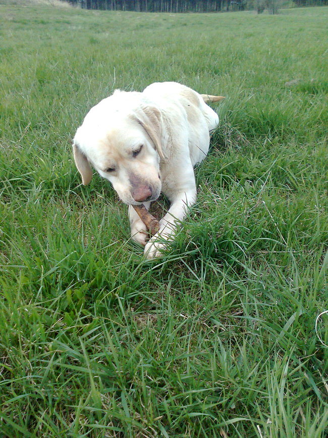 Mój przyjaciel pies - fotozabawa