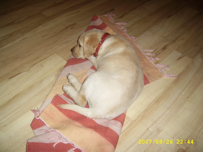 Mój przyjaciel pies - fotozabawa