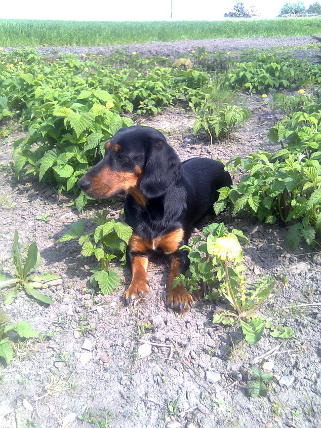 Mój przyjaciel pies - fotozabawa