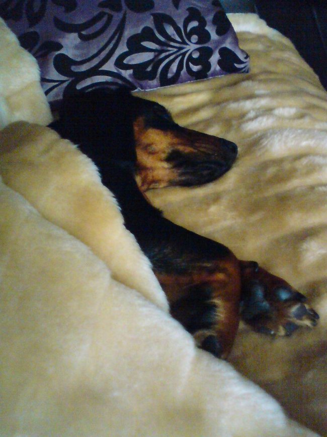 Mój przyjaciel pies - fotozabawa