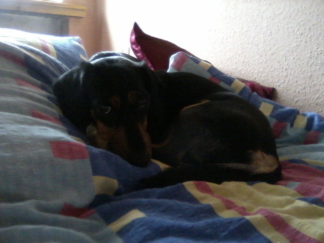 Mój przyjaciel pies - fotozabawa