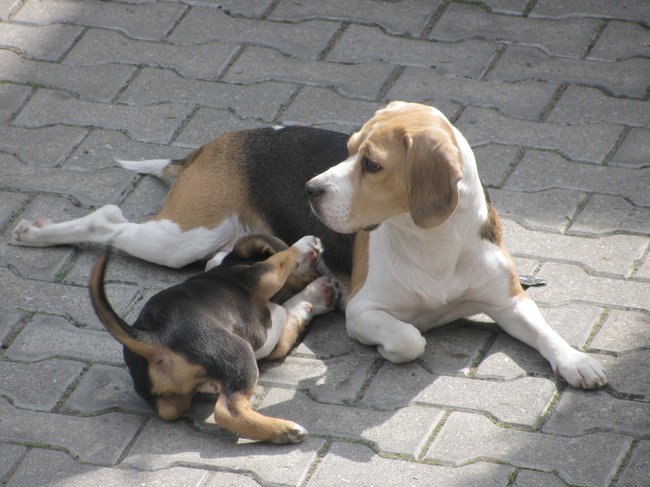 Mój przyjaciel pies - fotozabawa