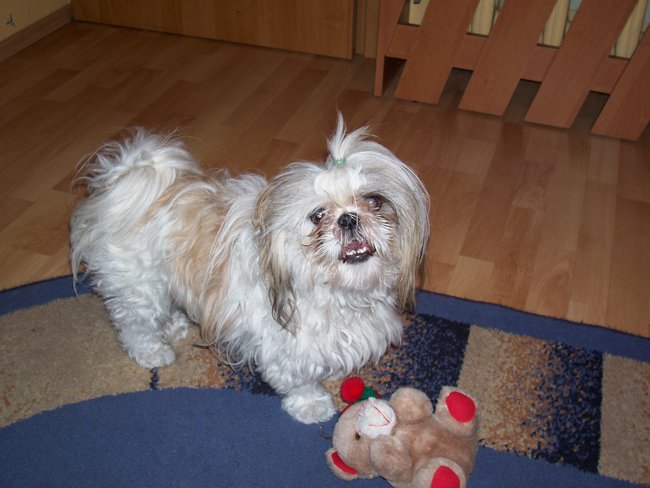 Mój przyjaciel pies - fotozabawa