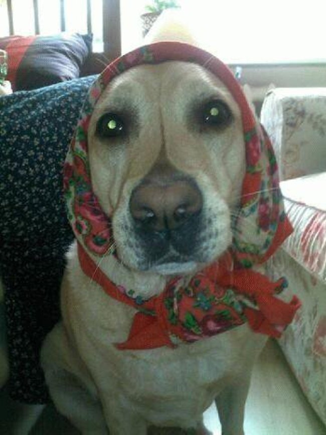 Mój przyjaciel pies - fotozabawa