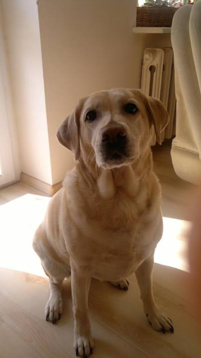 Mój przyjaciel pies - fotozabawa