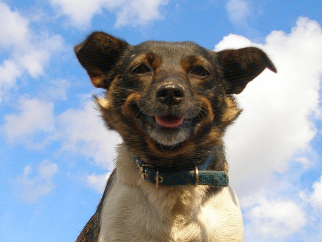 Mój przyjaciel pies - fotozabawa