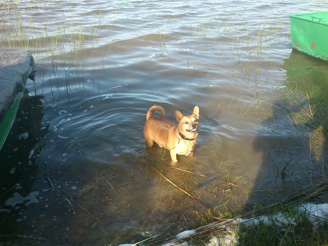 Mój przyjaciel pies - fotozabawa