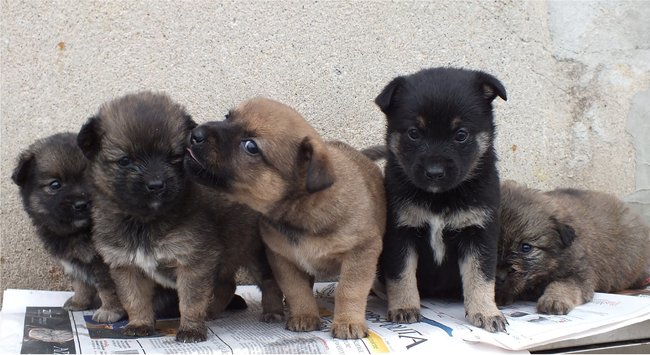 Mój przyjaciel pies - fotozabawa