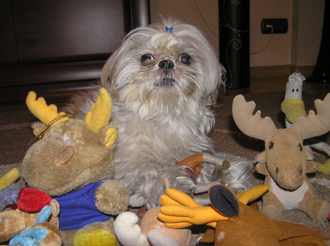 Mój przyjaciel pies - fotozabawa