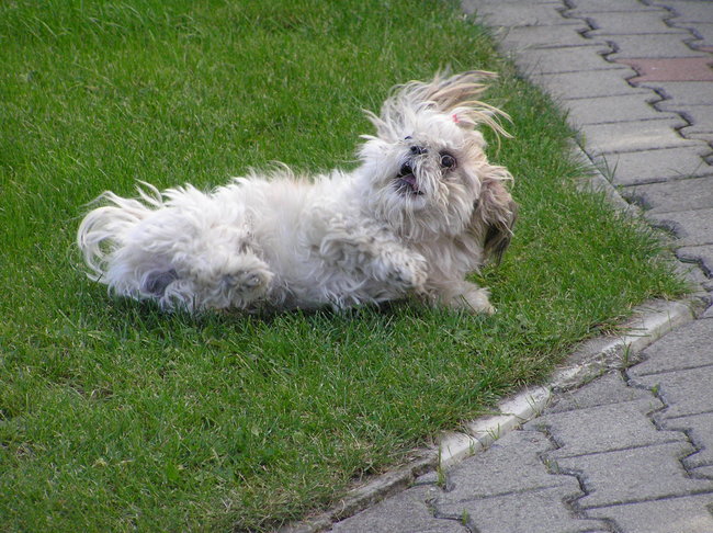 Mój przyjaciel pies - fotozabawa