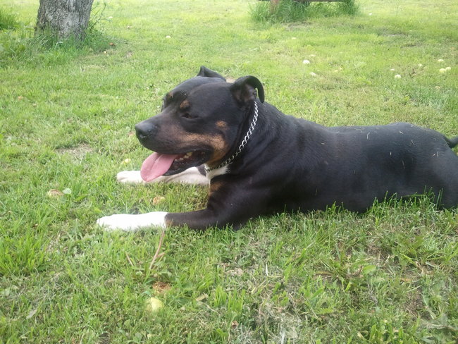 Mój przyjaciel pies - fotozabawa