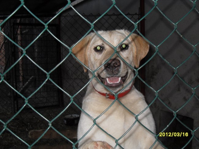 Mój przyjaciel pies - fotozabawa