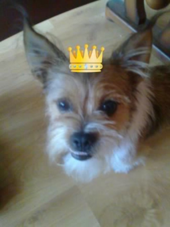 Mój przyjaciel pies - fotozabawa