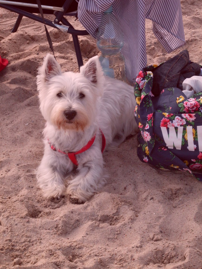 Mój przyjaciel pies - fotozabawa