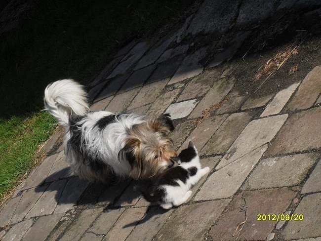 Mój przyjaciel pies - fotozabawa