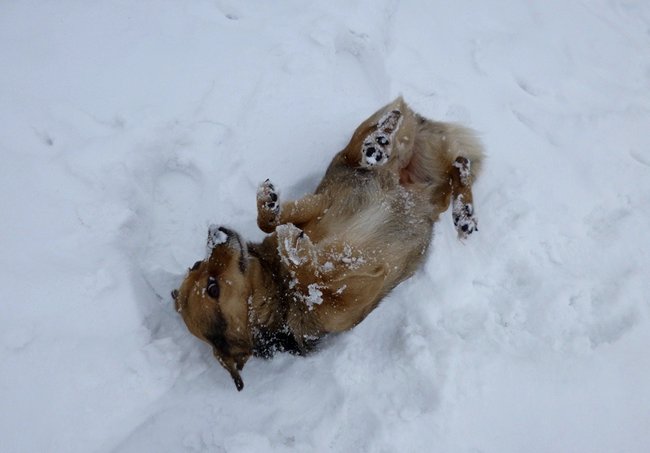 Mój przyjaciel pies - fotozabawa