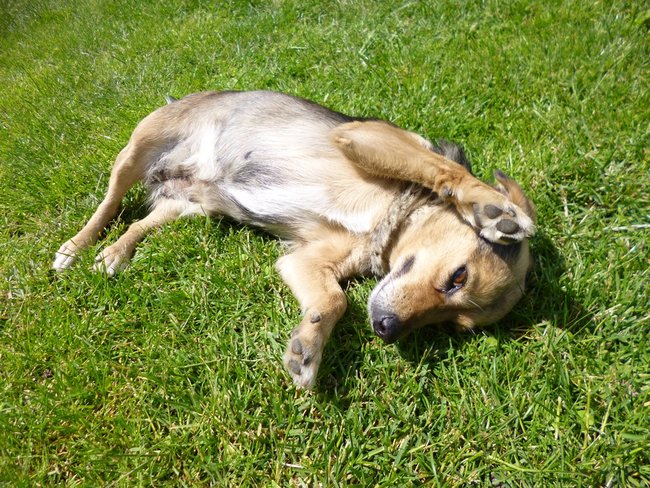 Mój przyjaciel pies - fotozabawa