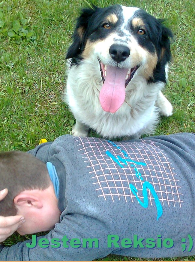 Mój przyjaciel pies - fotozabawa