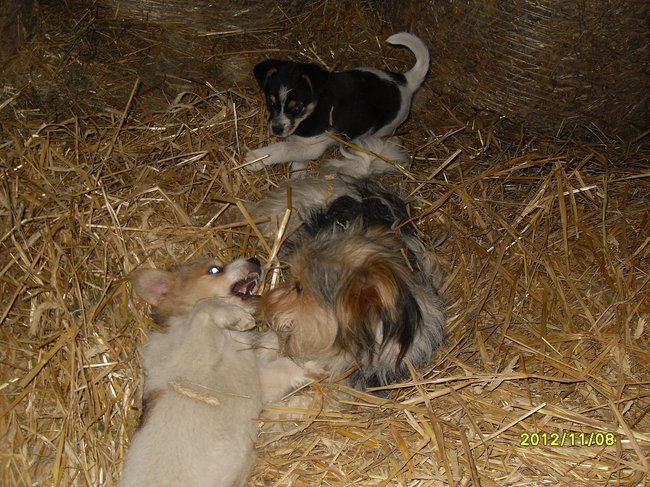 Mój przyjaciel pies - fotozabawa