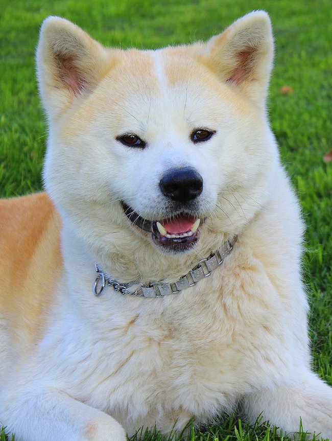 Mój przyjaciel pies - fotozabawa