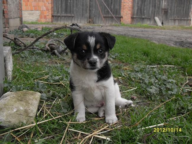 Mój przyjaciel pies - fotozabawa