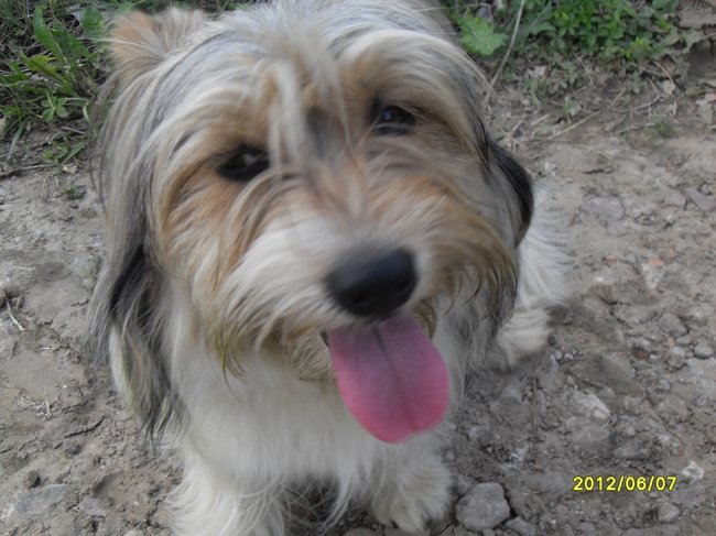 Mój przyjaciel pies - fotozabawa