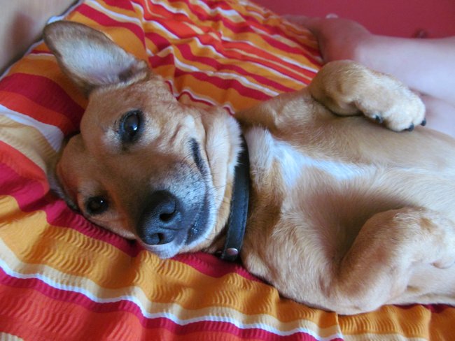 Mój przyjaciel pies - fotozabawa