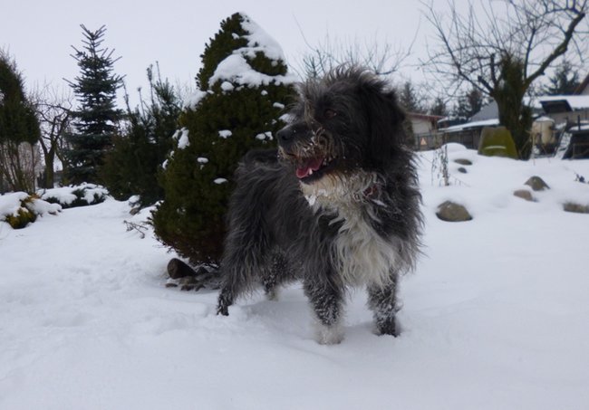 Mój przyjaciel pies - fotozabawa